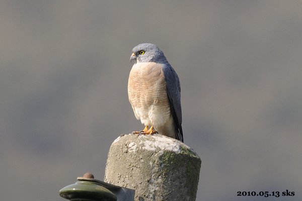 붉은배새매